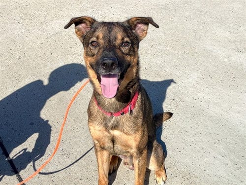 Photo of Romeo, adoptable German Shepherd Dog in Orange, California