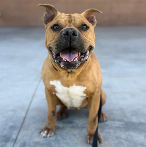Photo of Chili, adoptable American Staffordshire Terrier in Camarillo, California