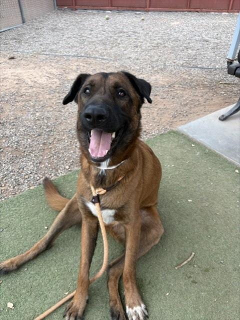 Photo of Kirby, adoptable Belgian Shepherd Malinois in Phoenix, Arizona