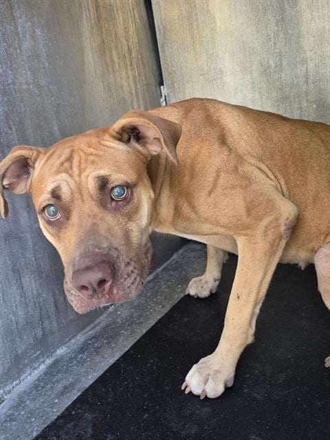 Photo of Cinnamon Surprise, adoptable American Staffordshire Terrier in San Antonio, Texas