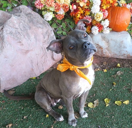 Photo of Lily, adoptable Pit Bull Terrier in Oklahoma City, Oklahoma