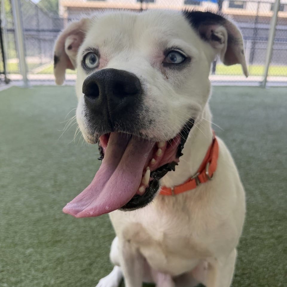 Photo of Caspian, adoptable Terrier, American Pit Bull in Greensboro, North Carolina