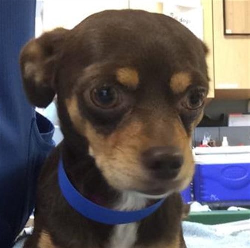 Photo of Little Man, adoptable Chihuahua in Riverside, California