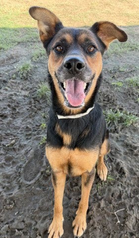 Photo of Grace, adoptable Rottweiler in Bakersfield, California