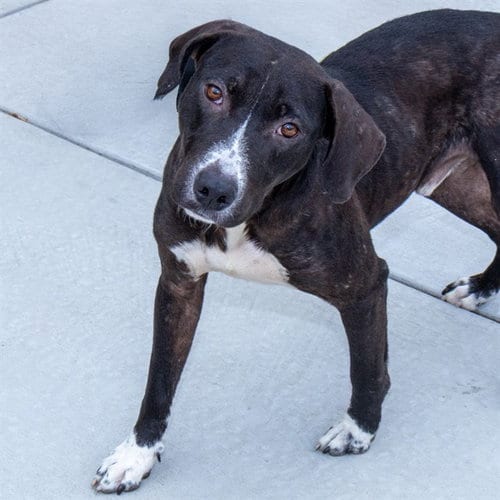Photo of Beavis, adoptable Labrador Retriever in St Louis, Missouri