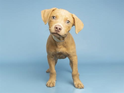 Photo of Goose, adoptable American Pit Bull Terrier in Phoenix, Arizona
