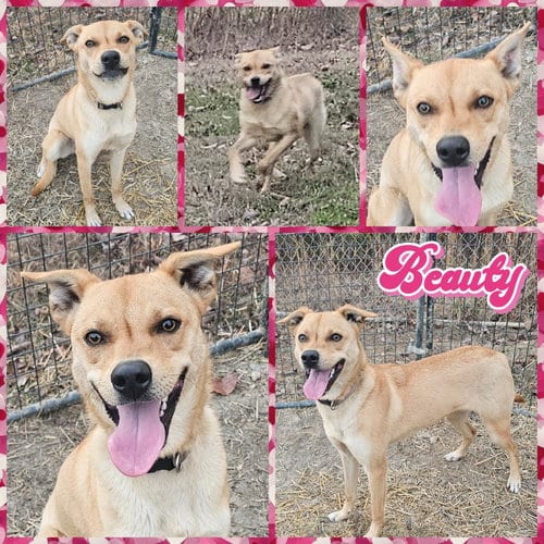 Photo of Beauty, adoptable Pit Bull Terrier in Blacksburg, South Carolina