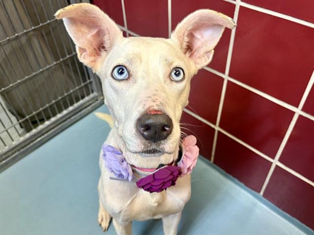 Photo of Aurora, adoptable Staffordshire Bull Terrier mix in Houston, Texas