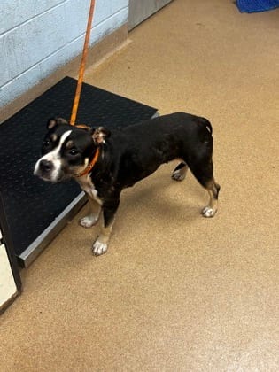 Photo of Filipa, adoptable dog in Chamblee, Georgia