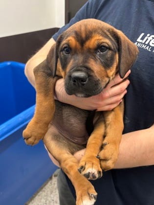 Photo of Poblano, adoptable dog in Atlanta, Georgia