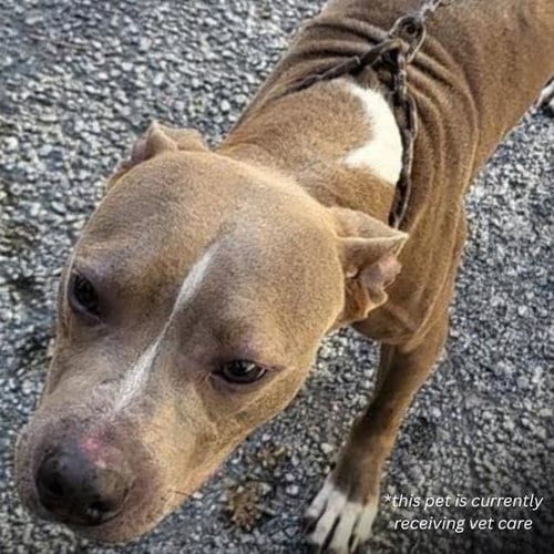 Photo of Rocky, adoptable American Staffordshire Terrier in San Antonio, Texas