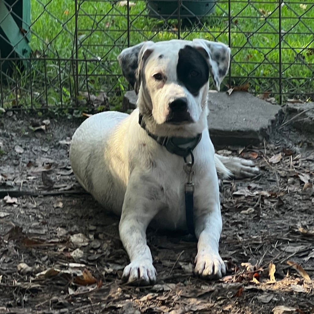 Photo of Tora, adoptable Boxer / Shepherd, Australian in Summerville, South Carolina