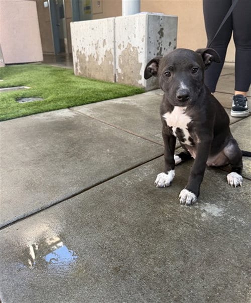 Photo of Moo, adoptable Pit Bull Terrier in San Jose, California