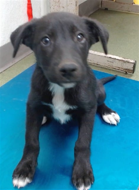 Photo of Senior Shepherd, adoptable Shepherd in Devore, California