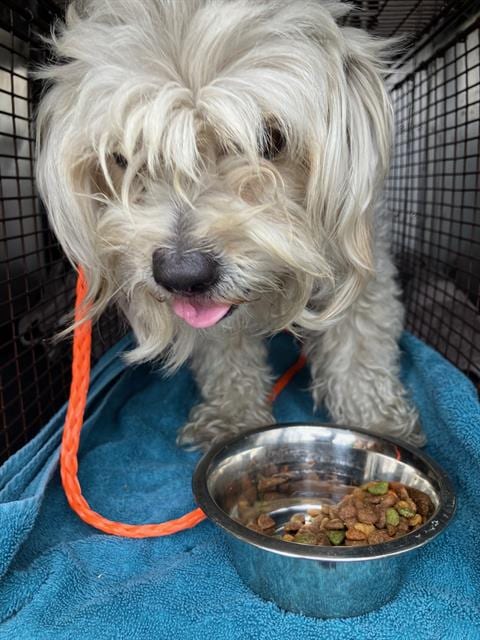 Photo of Juniper, adoptable Poodle (Miniature) in Orange, California