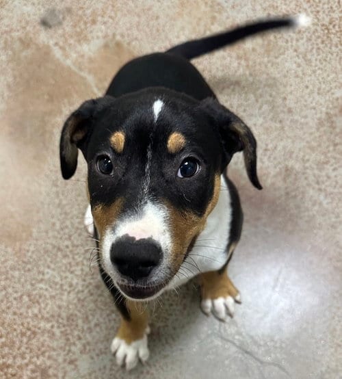 Photo of Chunkster, adoptable Border Collie in Salinas, California