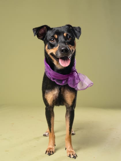 Photo of Racks, adoptable dog in Atlanta, Georgia
