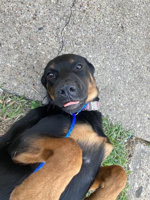 Photo of Daisy, adoptable Mixed Breed