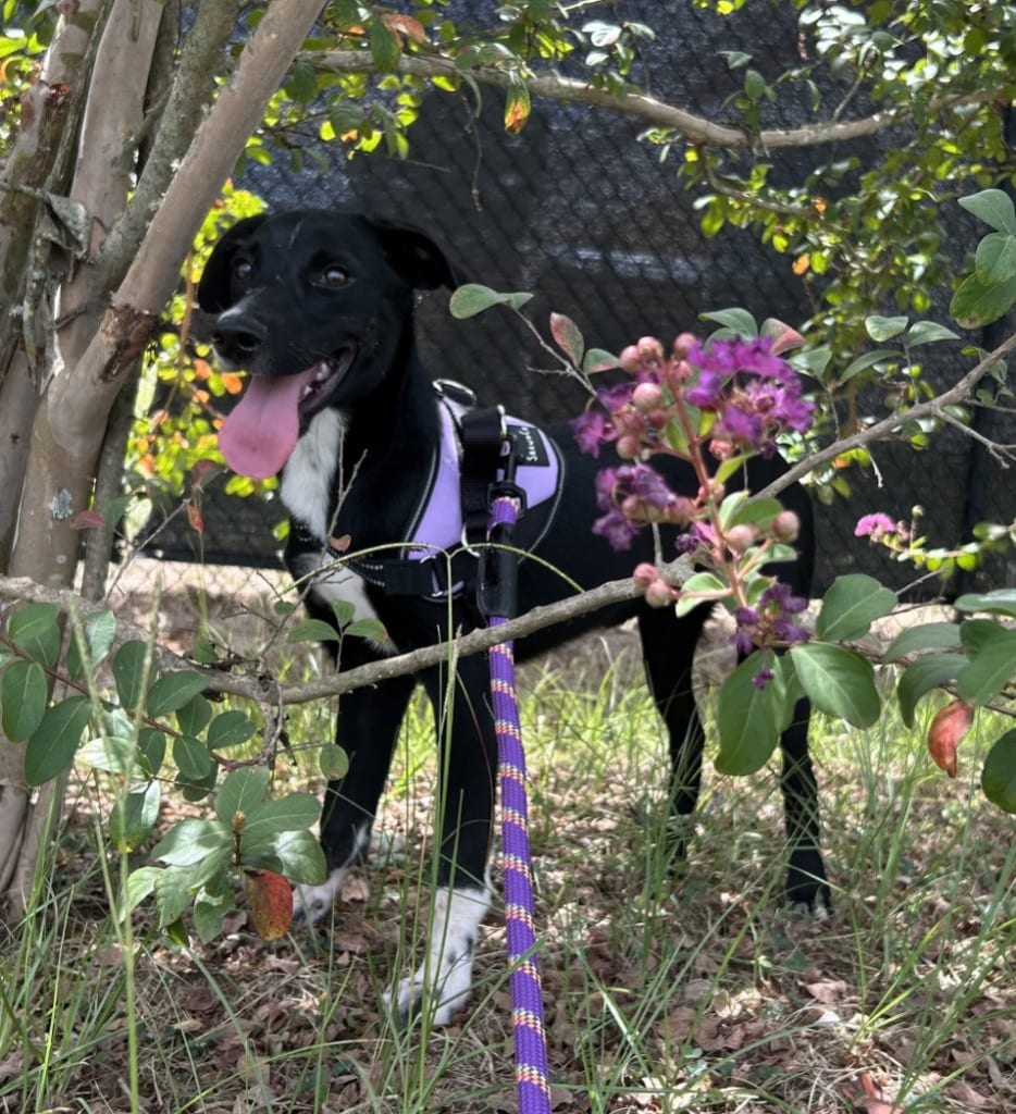 Photo of Ms Miyagi, adoptable Pointer in Nacogdoches, Texas