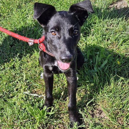 Photo of Jackson, adoptable Labrador Retriever in Camarillo, California