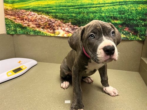 Photo of A553981, adoptable Cane Corso Mastiff in Moreno Valley, California