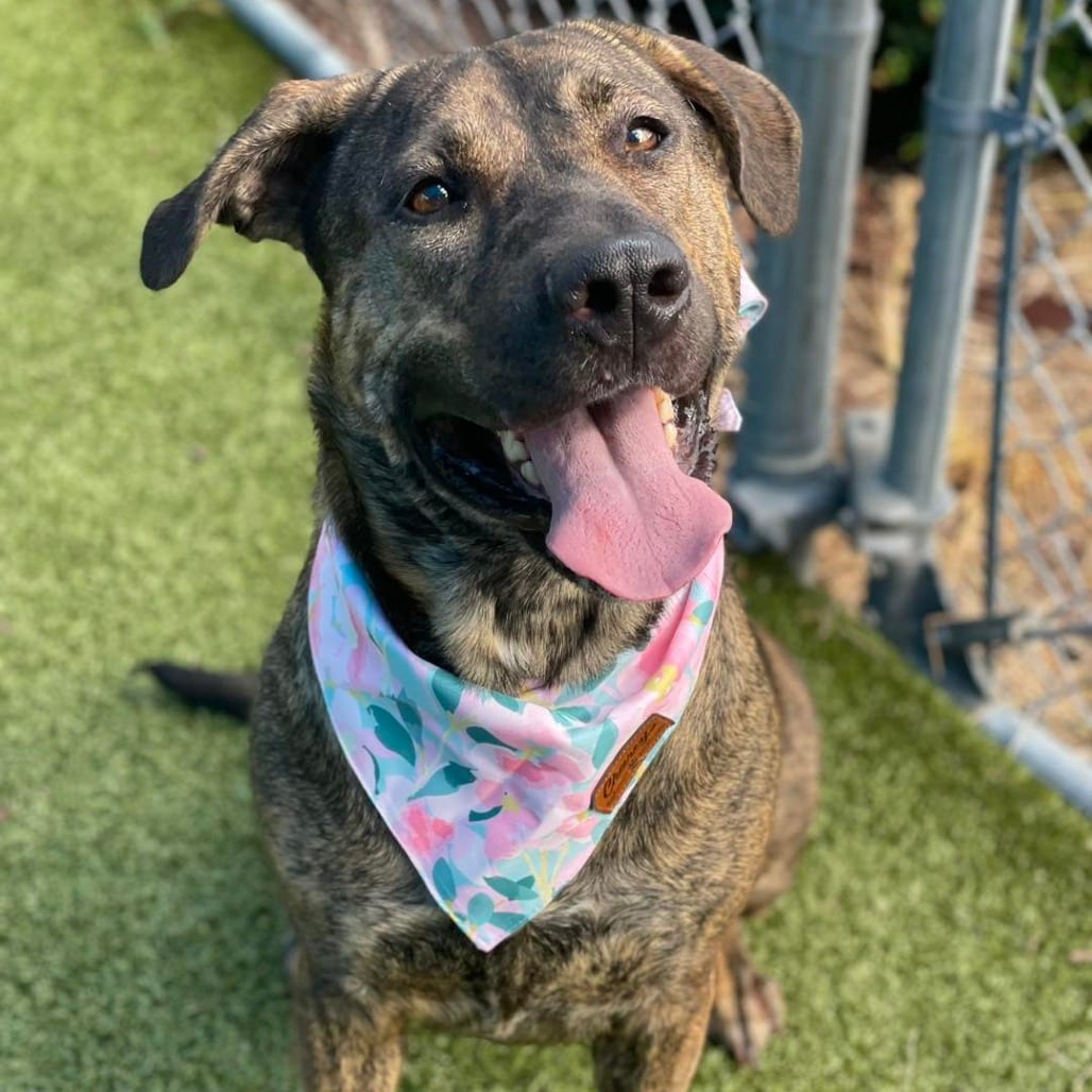 Photo of Muddy, adoptable Elkhound, Norwegian / Shepherd, German in Jacksonville, North Carolina