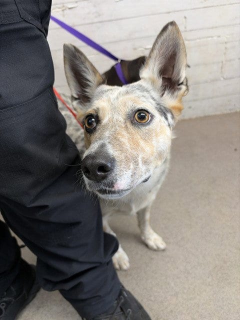Photo of Sandra, adoptable Australian Cattle Dog/Blue Heeler in San Bernardino, California