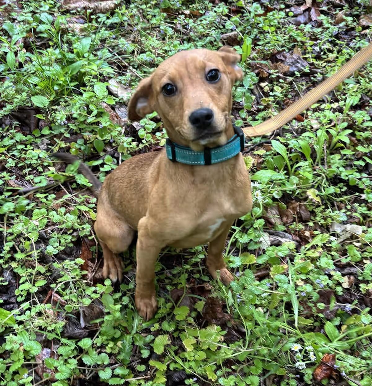 Photo of Elenor, adoptable Mountain Cur Mixed Breed (Medium) in Roanoke, Virginia