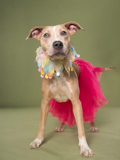 Photo of Sandra, adoptable dog in Atlanta, Georgia