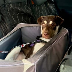 Photo of Fernie LH, adoptable Shepherd (Unknown Type) Plott Hound in Hartford, Connecticut