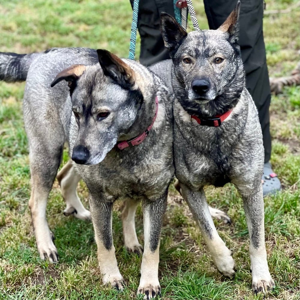 Photo of Freida, adoptable Norwegian Elkhound in Dana Point, California
