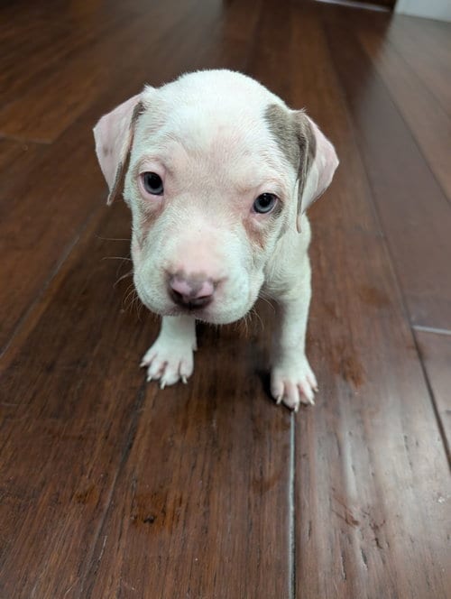 Photo of Sno-Caps Candy Litter (Trixie mom), adoptable Terrier in Holly Springs, North Carolina