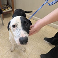 Photo of Bobo meet me 10/17, adoptable Hound (Unknown Type) in East Hartford, Connecticut