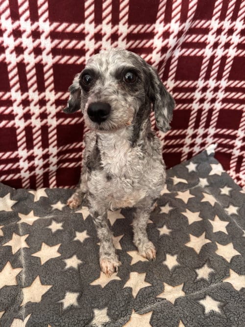 Photo of Iris Aug 26, adoptable Poodle (Toy) in Pacolet, South Carolina