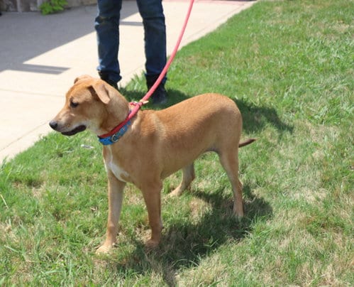 Photo of Jimmy Dugan, adoptable Labrador Retriever in Pflugerville, Texas