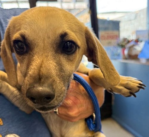 Photo of Rollo, adoptable Chihuahua in Alameda, California