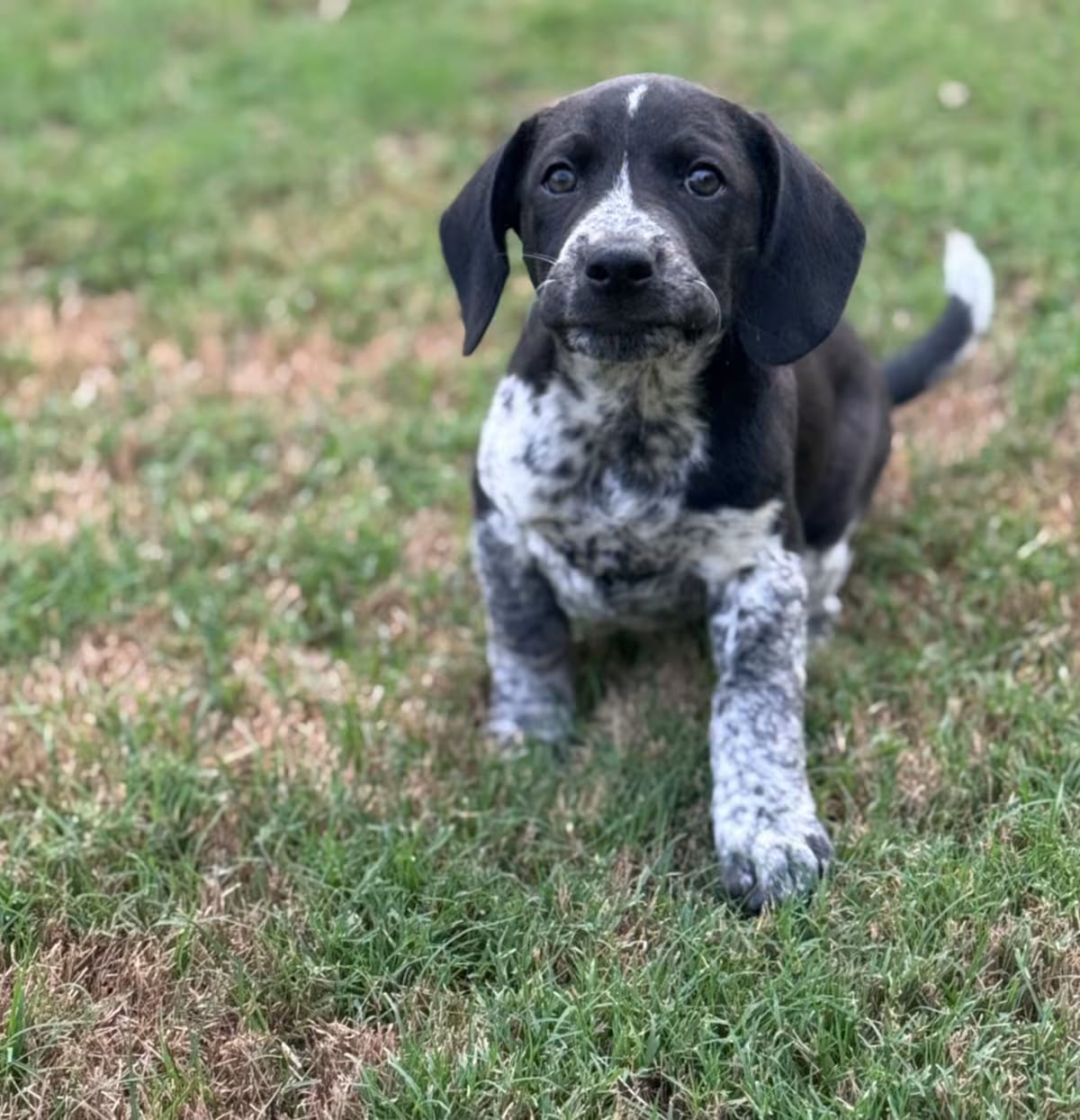 Photo of Boomer, adoptable German Shorthaired Pointer/Beagle in HAGERSTOWN, Maryland