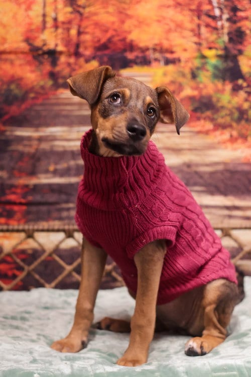 Photo of Kiara, adoptable Terrier in Dorr, Michigan