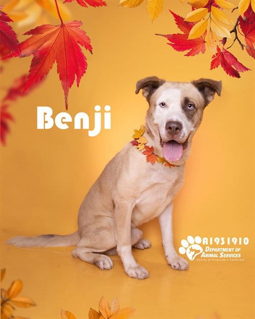 Photo of Benji, adoptable Pit Bull Terrier in Riverside, California