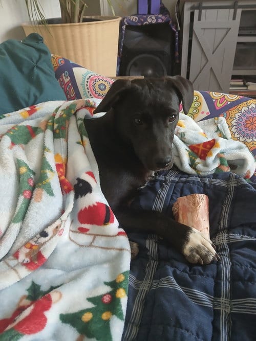 Photo of Viva, adoptable Terrier in Bolivar, Missouri