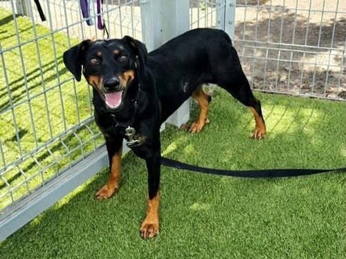 Photo of Laney Penn, adoptable Manchester Terrier in Martinez, California