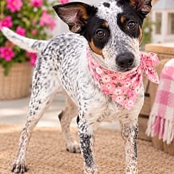Photo of Veta, adoptable Border Collie Labrador Retriever in Mt. Laurel, New Jersey