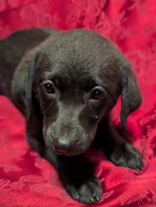 Photo of Ruin - Life of a Showgirl Litter, adoptable Labrador Retriever in Holly Springs, North Carolina