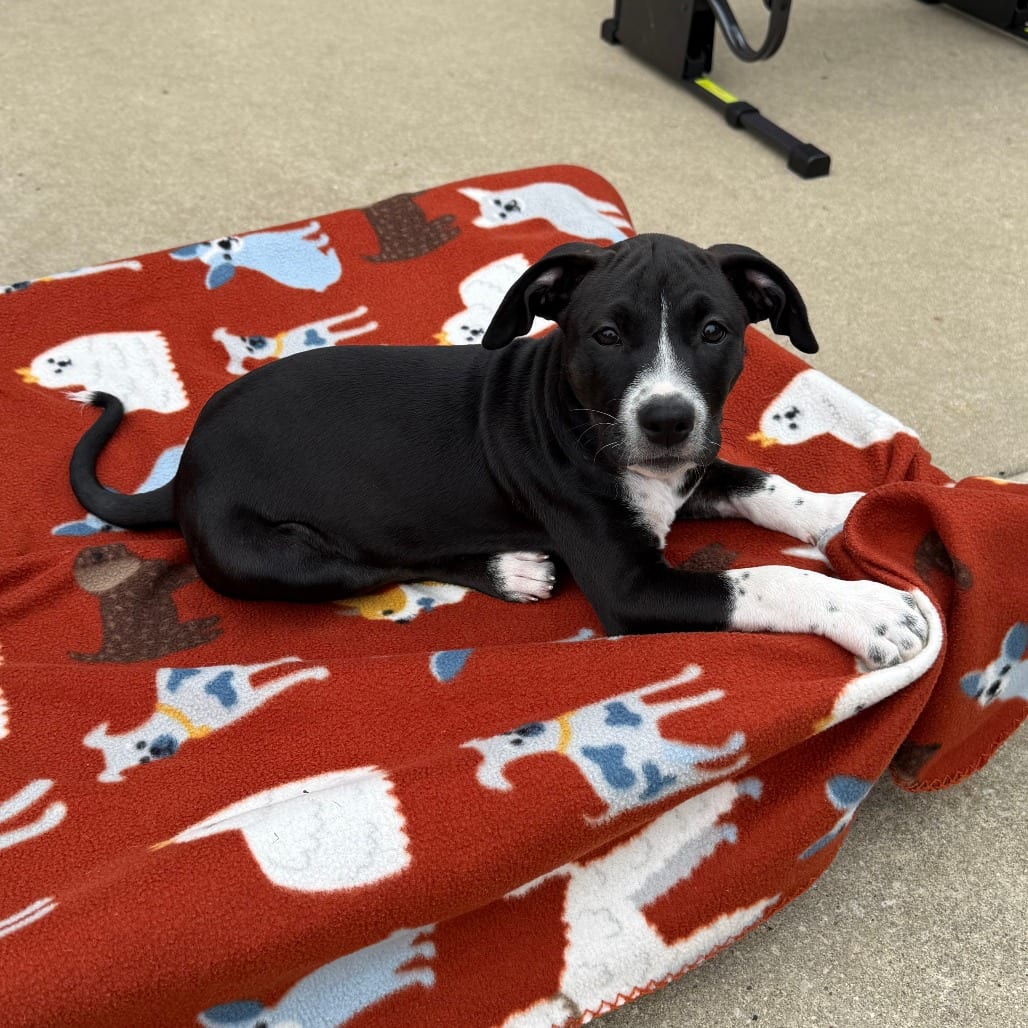 Photo of Saratoga, adoptable Cattle Dog / Shepherd, Australian in Normal, Illinois