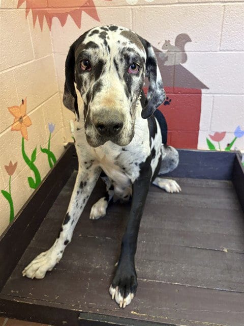 Photo of Holstein, adoptable Great Dane in Castaic, California