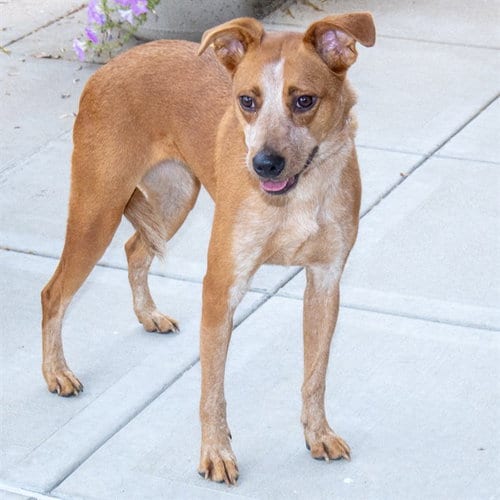 Photo of Ms Daisy Mae, adoptable Australian Shepherd in St Louis, Missouri