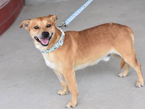 Photo of Alfred, adoptable Terrier in Montgomery, Texas