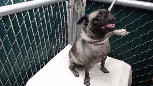 Photo of A5801828, adoptable Pug in Downey, California