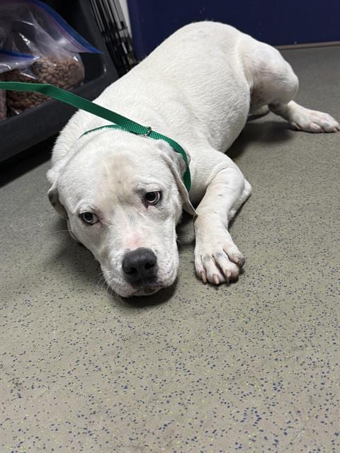 Photo of Moose, adoptable Pit Bull Terrier in Bakersfield, California