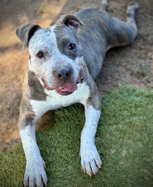 Photo of Baker, adoptable American Staffordshire Terrier in Tallahassee, Florida